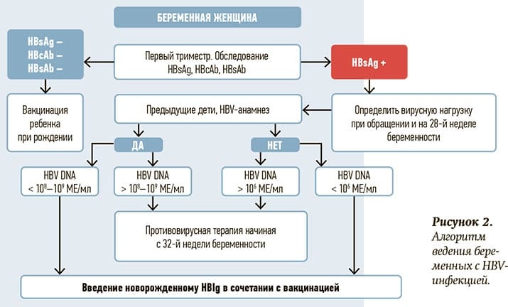 Algoritm vedeniya beremennyh s HBV infekciej. 2