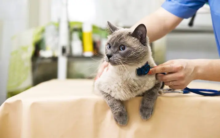 Кошка в ветеринарной клинике