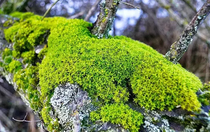 Мох і лішайнік, або Чым яшчэ лячыліся беларусы