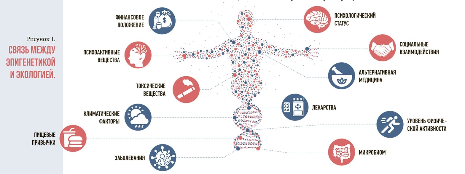 Svyaz s epigenetikoj i ekologiej