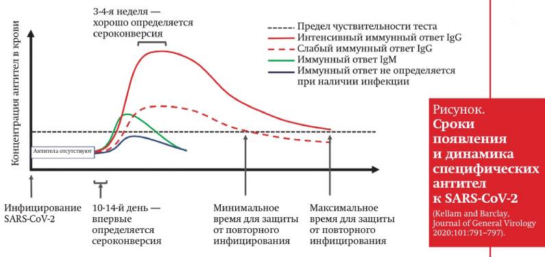 antitela sars cov 2 461220