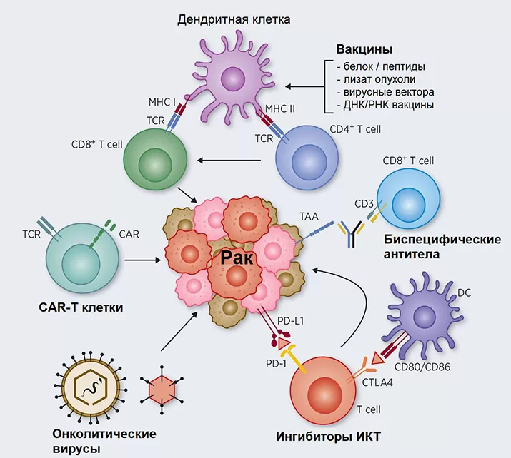 immunoterapiyavonkkartjpg